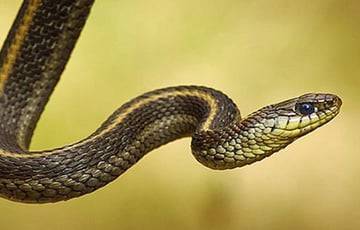 Ученые выяснили, как у змей появились клыки с ядом