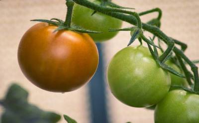 Когда и как правильно срывать зеленые помидоры для дозревания