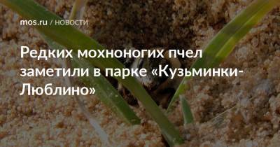 Редких мохноногих пчел заметили в парке «Кузьминки-Люблино» - mos.ru - Москва