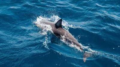 Разлив нефти в Черном море угрожает дельфинам: экологи бьют тревогу