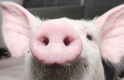 Технологии последнего поколения: свиноводческий комплекс на 24 тысячи голов открыли в Буда-Кошелевском районе