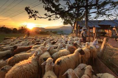 В грузинском селе более 500 овец убило ударом молнии