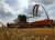 Россия теряет 15% урожая пшеницы