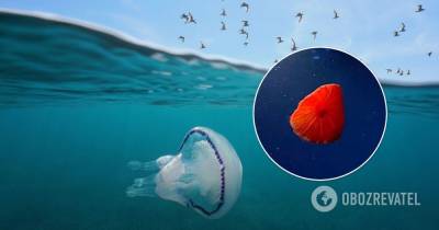 Новый вид медуз обнаружен в Атлантическом океане – фото, видео