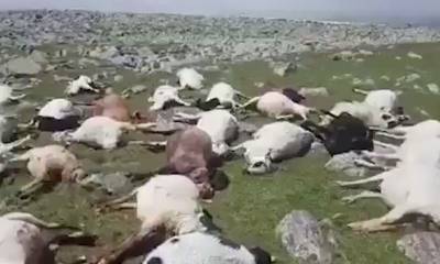В Грузии ударом молнии убило полтысячи овец