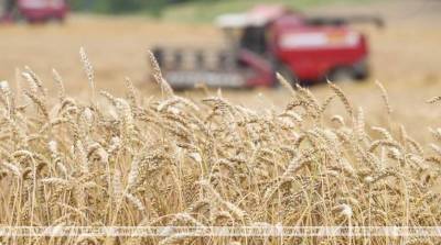 Белорусские аграрии намолотили более 5,3 млн т зерна
