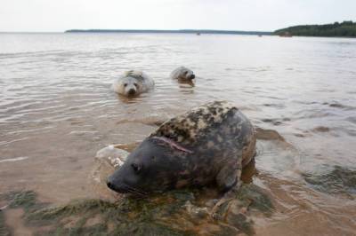 Под Петербургом умирающий тюлень попросил помощи у людей
