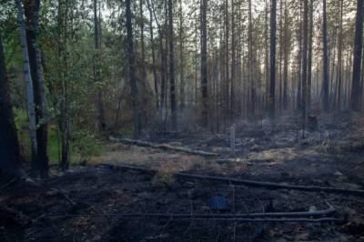 Роскосмос подготовит данные о площади лесных пожаров в Якутии