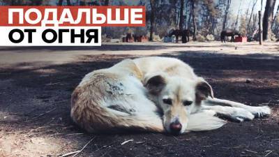 В Греции открылись приюты для животных, пострадавших от лесных пожаров