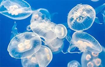 В Атлантическом океане открыли новый вид медуз