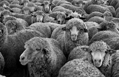 Более 500 овец убило молнией в Грузии