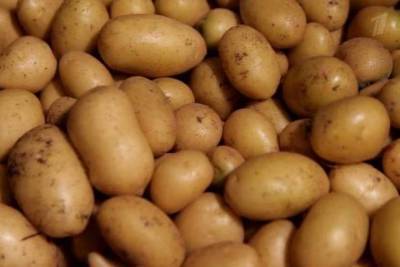 Урожайность картофеля в Тамбовской области превысила показатели прошлого года
