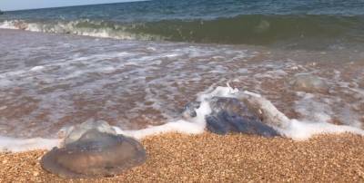 На Азовском море продолжается катастрофа с медузами: у отдыхающих началась интоксикация
