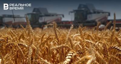 Жара обрушила урожайность зерновых в Татарстане более чем в 2 раза