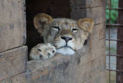 «Красивая кисонька»: полусонная львица из Ленобласти покорила сердца пользователей Сети