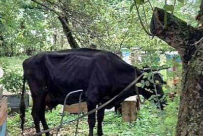 Сотрудники МЧС в Туле спасли корову