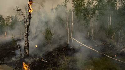 Путину доложили об отсутствии угрозы жилым домам от лесных пожаров в Якутии