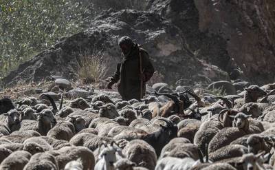 В Грузии один удар молнии погубил более полутысячи овец (видео)