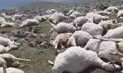 В Грузии ударом молнии убило 550 овец. Фермеры не могут спустить тела животных с горы