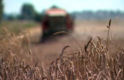 Свыше 5 млн тонн зерна: как идет уборка урожая в Беларуси