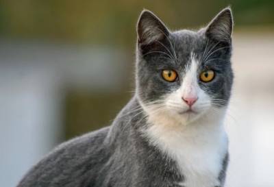 Ученые объяснили, почему человек никогда не сможет обогнать домашнюю кошку