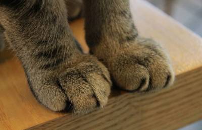 Сжимающая «кулак» грозная кошка повеселила интернет-пользователей
