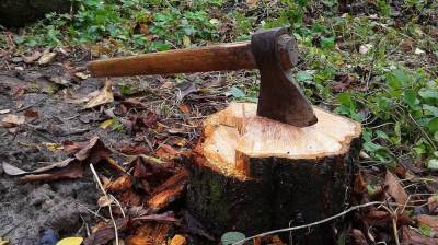 В Воронежском лесопарке из-за жалоб горожан остановили вырубку деревьев