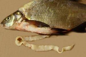 Зараженная червями рыба: как уберечься и не съесть паразита