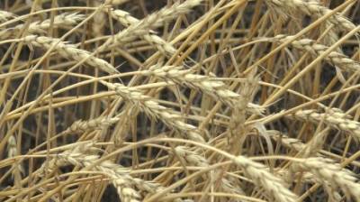 В Каменском районе убрали 80% зерновых