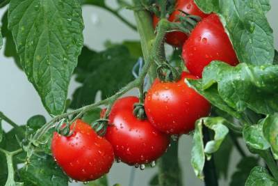 Как помидоры защищают от рака желудка