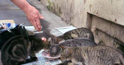 Житель Подмосковья развел в квартире 50 кошек и 20 птиц
