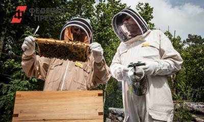 Пчеловоды дали советы, как распознать натуральный мед