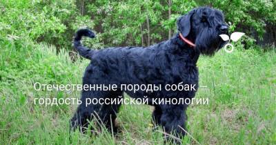 Отечественные породы собак — гордость российской кинологии