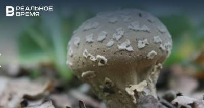 Казанские ученые нашли в Татарстане гриб, охраняемый во многих европейских странах