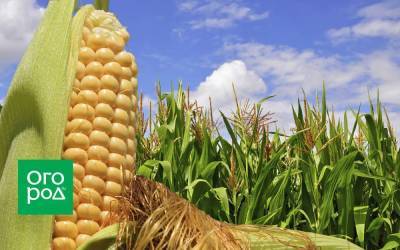 Почему на кукурузе нет початков: 4 главные причины
