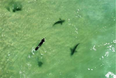 Биологи обнаружили глубоководный питомник акул напротив Тель-Авива
