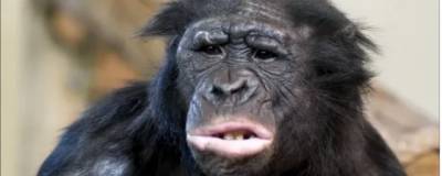 Ученые обнаружили приветствия и прощания у бонобо и шимпанзе