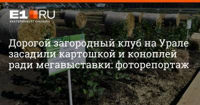 Дорогой загородный клуб на Урале засадили картошкой и коноплей ради мегавыставки: фоторепортаж