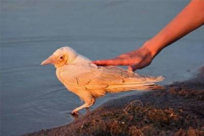 Белые вороны: Судьба «особенных» птиц в стае. Как к ним относятся сородичи на самом деле?