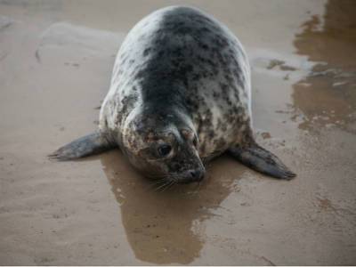 Под Выборгом истощенный тюлень приплыл к людям и попросил о помощи (видео)