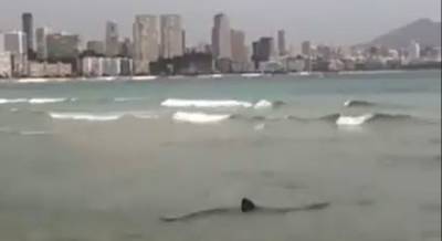 Редкий вид акулы вызвал панику среди туристов в Испании