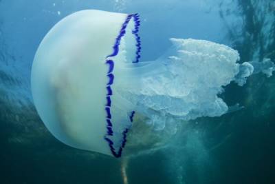 Туристов на Азовском море предупредили об опасности после контакта с медузами