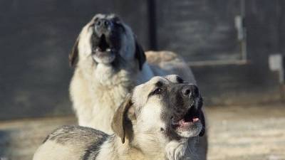 Рязанцы пожаловались на стаю бездомных собак в Канищеве