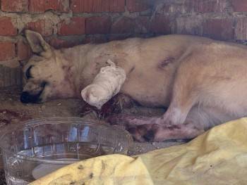 В Вологодской области волонтеры спасают собаку с оторванной лапой