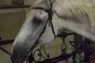 Одесский "бизнесмен" посреди улицы издевался над лошадью. Она упала и повредила ногу
