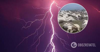 В Грузии удар молнии убил отару из 500 овец. Видео