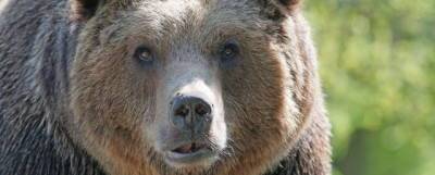 Минприроды Новосибирской области поручило застрелить опасного медведя