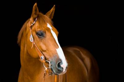 Борцы за права животных призвали исключить конный спорт из программы ОИ