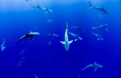 Британский пловец не испугался 50 акул и наслаждался «общением» с ними