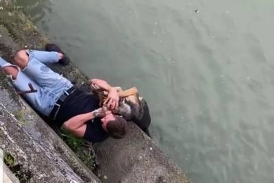 В Сочи прохожие спасли тонувшую в реке бездомную собаку